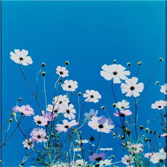 Rinko Kawauchi | Aila 1 | MutualArt