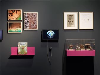 Waldreich: The Forest and Us! - Schlossmuseum Linz