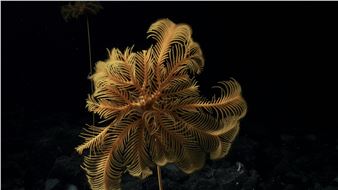 For All At Last Return: Oceans as Archive & Imagination