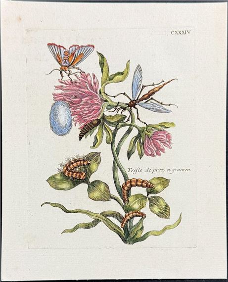 Flower with Moth Metamorphosis & Insect by Maria Sibylla Merian, Circa 1771