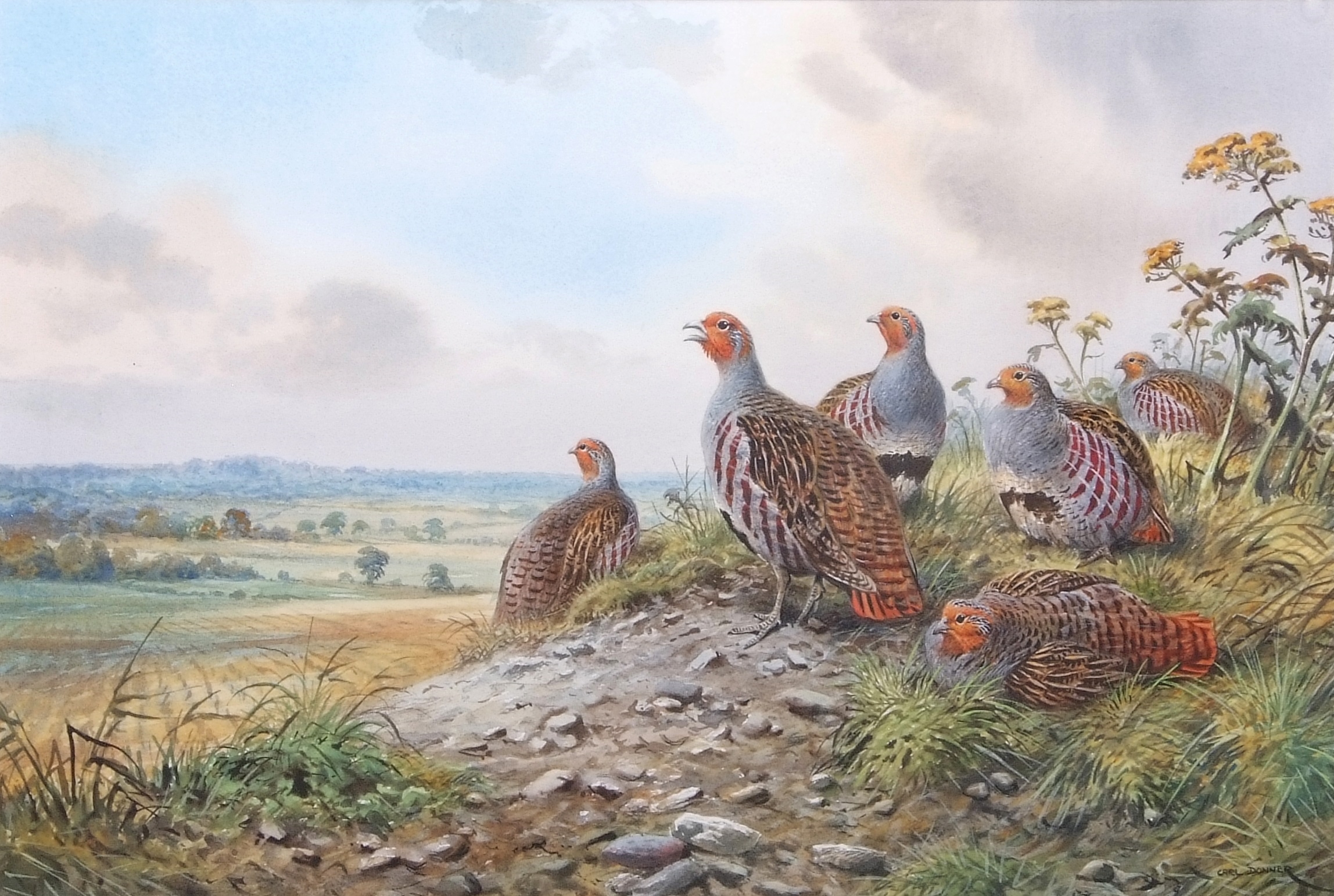 Carl Donner | Partridge at rest | MutualArt