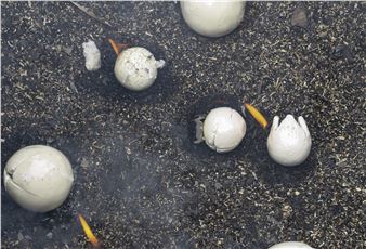 Francesco Pacelli: Nineteeneightyseven - Des Bains