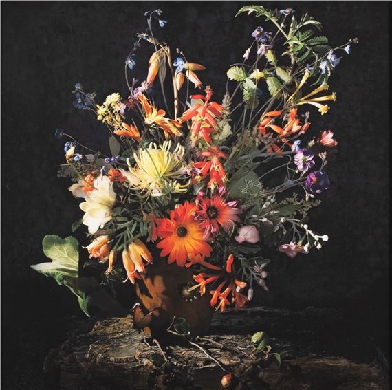 Sketch for Flora Capensis - Andrew Putter
