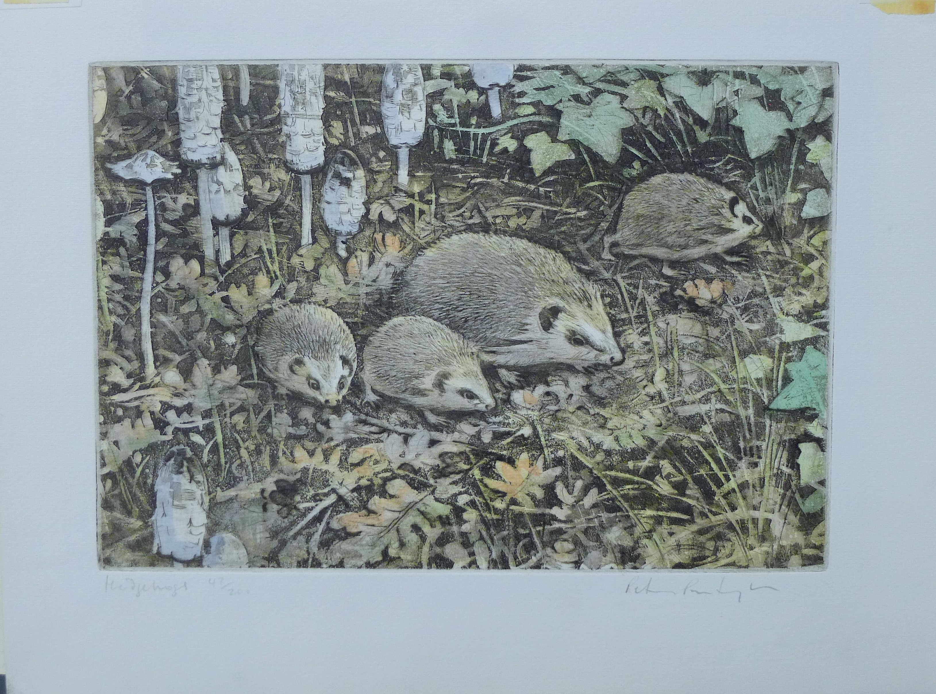 Peter Partington | Hedgehog | MutualArt