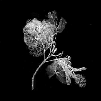 Nature turns - Royal Scottish Academy