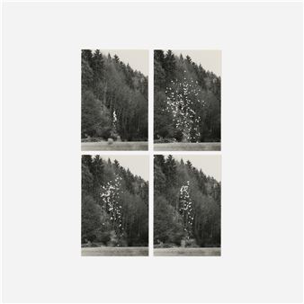 A black and white photo of four pictures of trees in the woods.