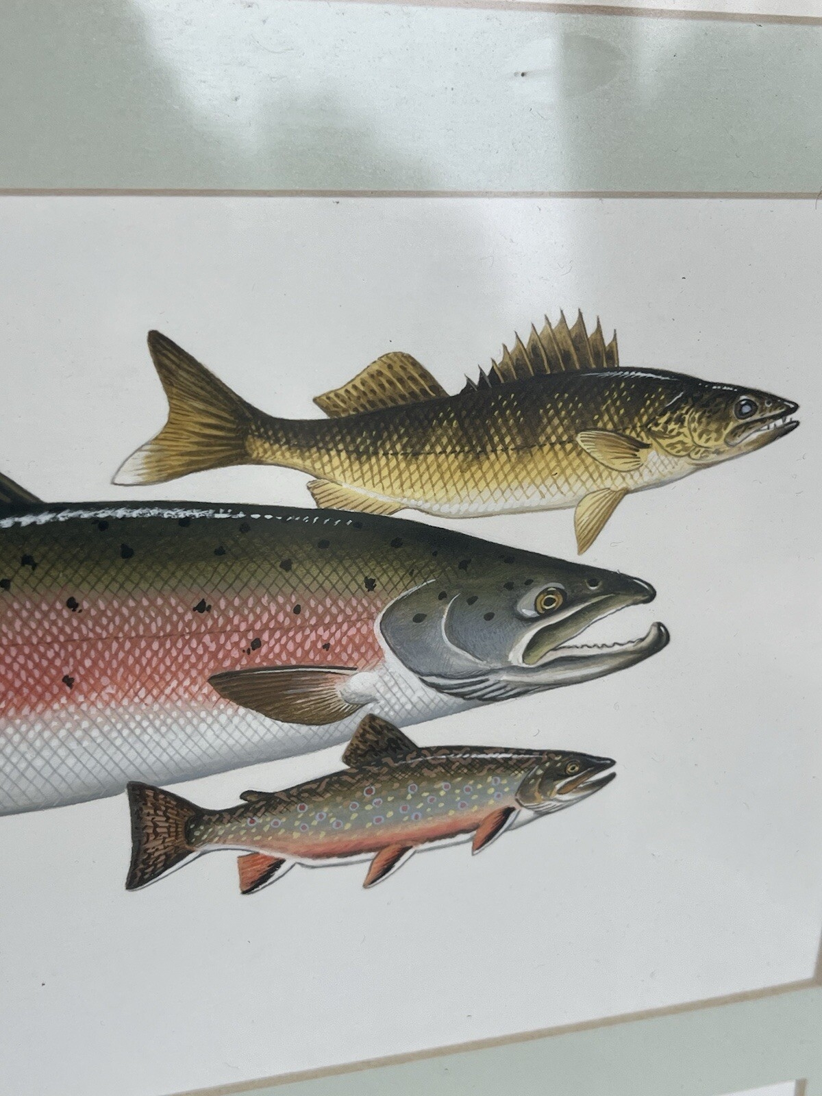 Chuck Ripper | Original Painting Sports Fishing Species (2023 - 2024 ...