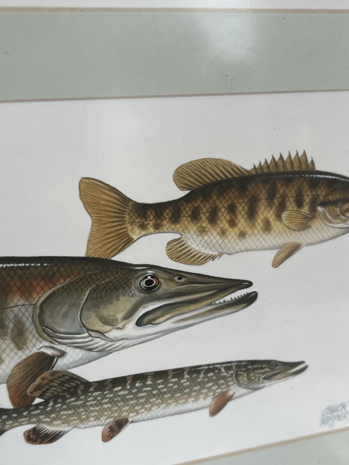 Chuck Ripper | Original Painting Sports Fishing Species (2023 - 2024 ...