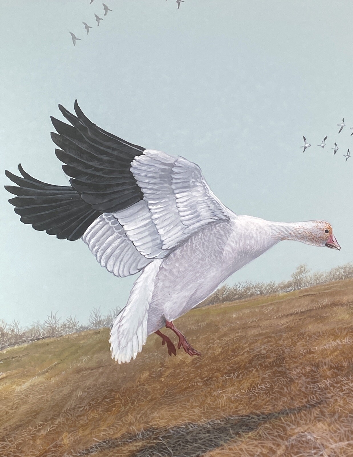 Duane Raver, Jr. | Snow Geese (1970s) | MutualArt