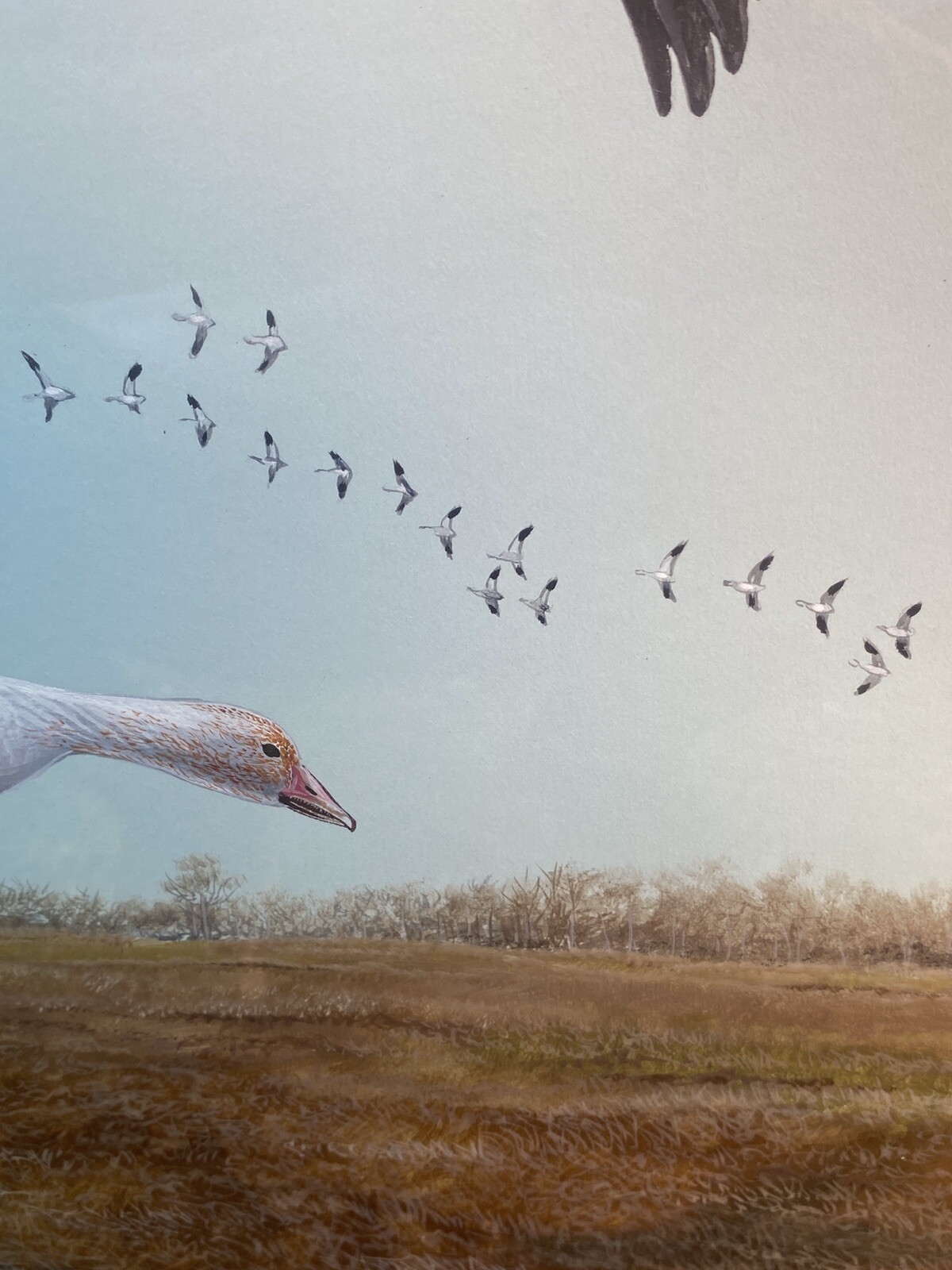 Duane Raver, Jr. | Snow Geese (1970s) | MutualArt