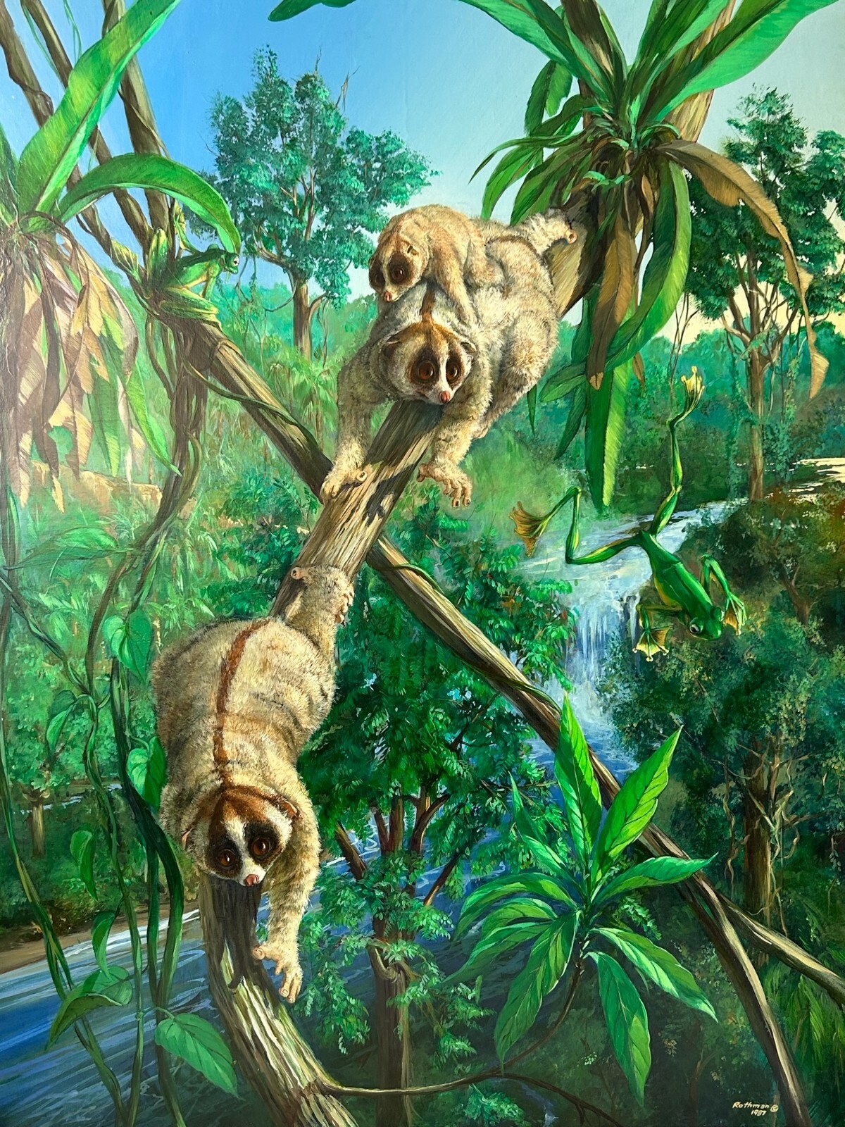 Michael Rothman | Slow Loris Tropical Forest Wildlife (1987) | MutualArt