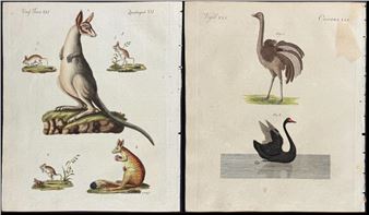 Antique Maps & Prints of Natural History, Botanicals, & More - Trillium Antique Prints & Rare Books