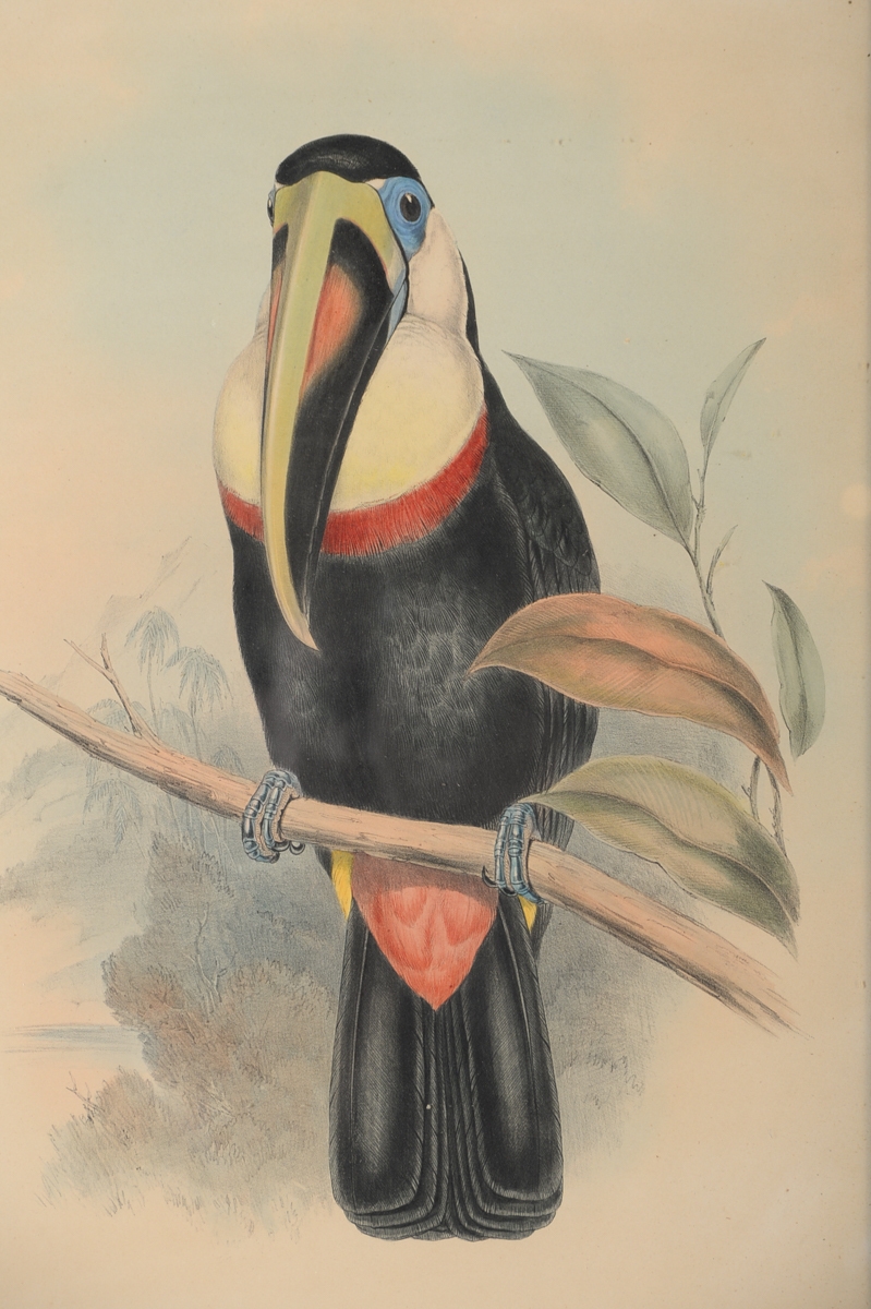 John Gould | Ramphatos Inca-Toucan (Circa 1846) | MutualArt