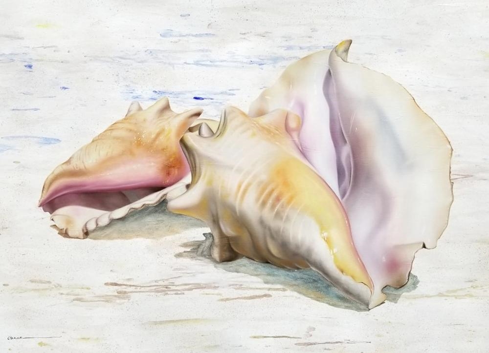 Francisco Casas | Conch Shells | MutualArt