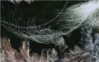 William Harper: Fugue - Perspective Gallery