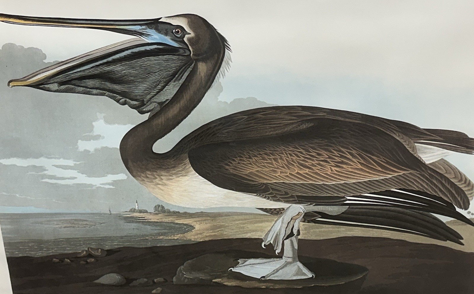 Tableau sur toile. John James Audubon, Pélican blanc américain