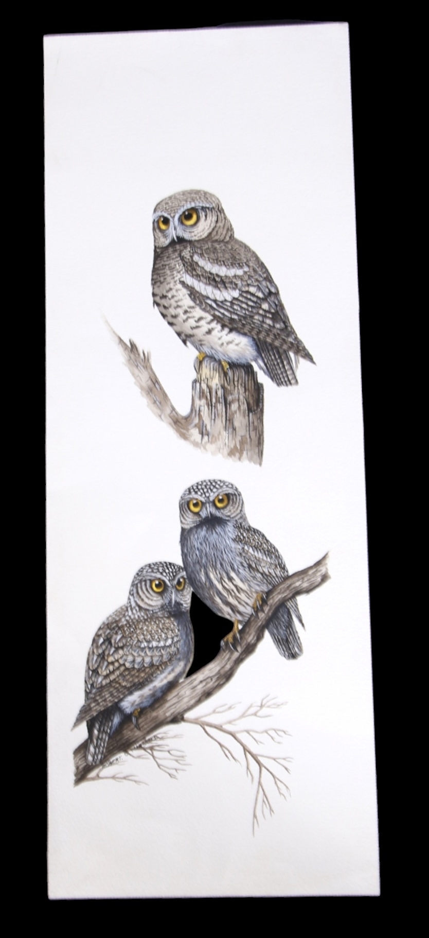 Lisa Halstead | BUSHBABIES ON BRANCHES | MutualArt