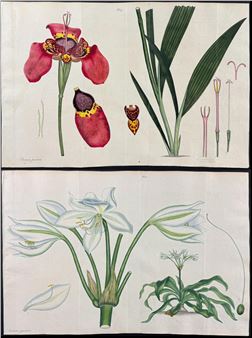 Antique Prints, Maps, & Books of Natural History, Botanicals, & More - Trillium Antique Prints & Rare Books