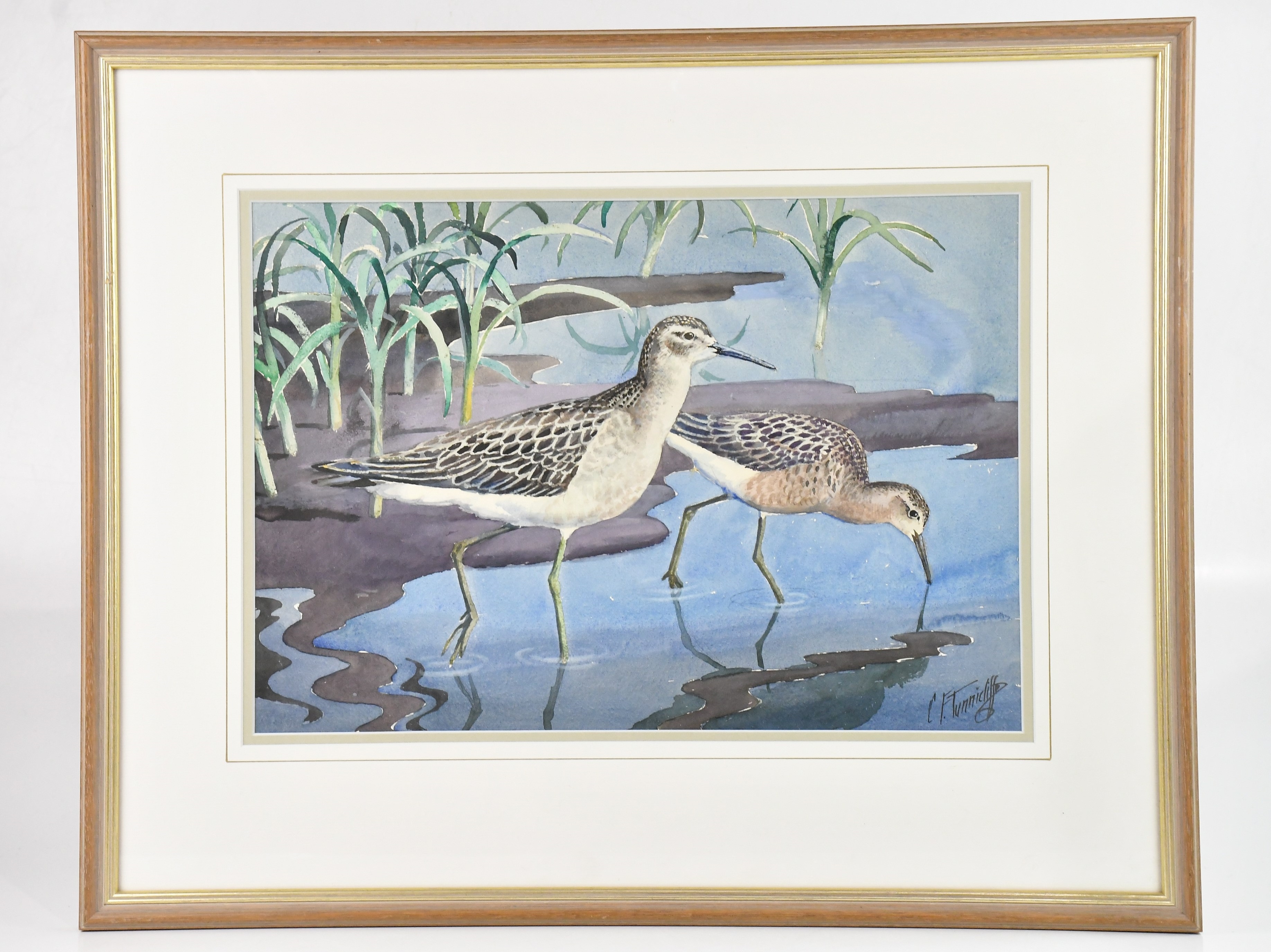 Charles Frederick Tunnicliffe | white-rumped sandpipers | MutualArt