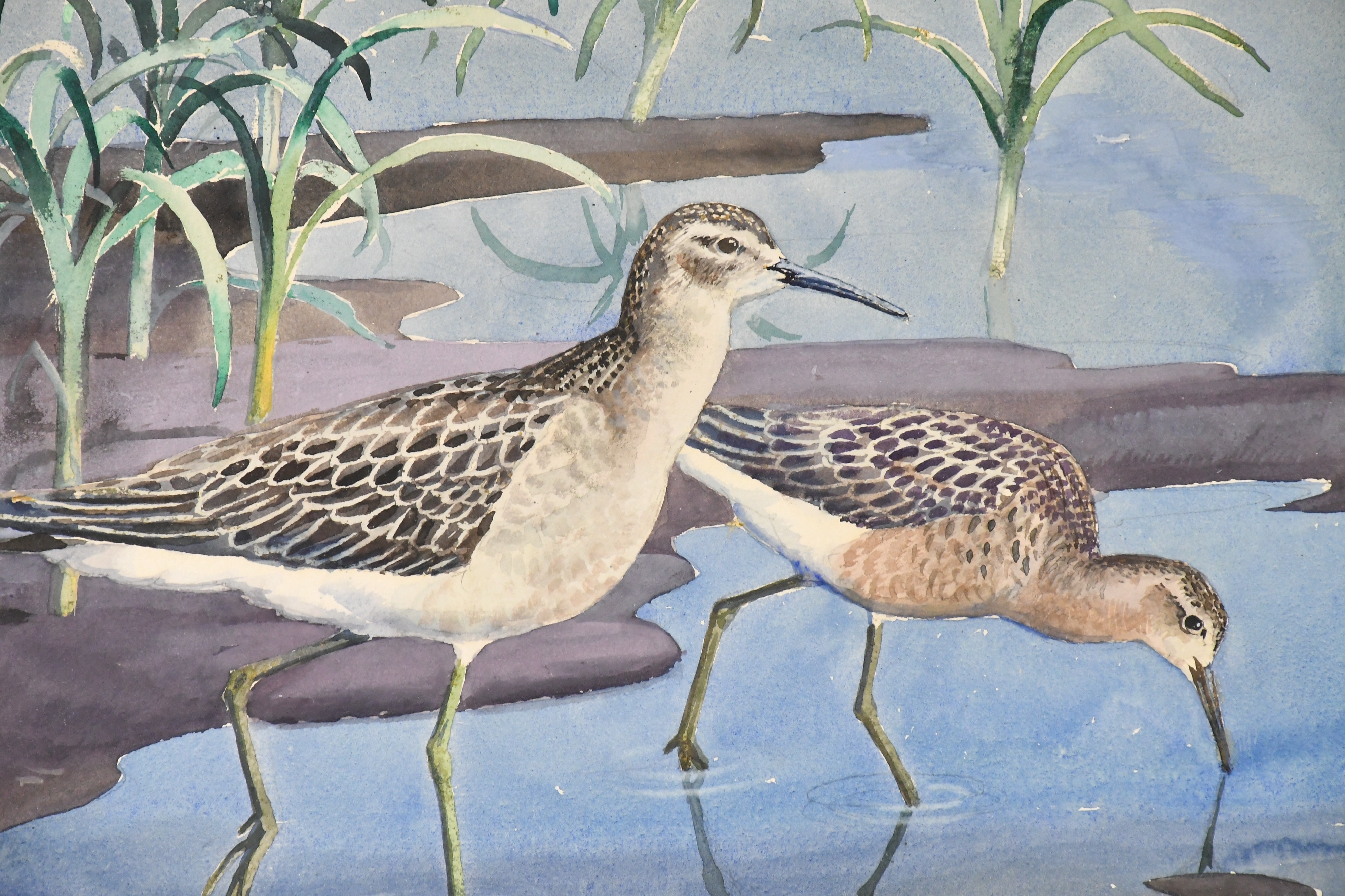 Charles Frederick Tunnicliffe | white-rumped sandpipers | MutualArt