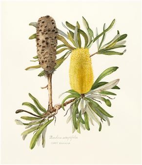 Banksia Integrifolia - Coastal Banksia - Margot Irwin