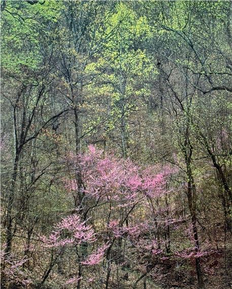Woodland View With Flowering Trees - Eliot Porter