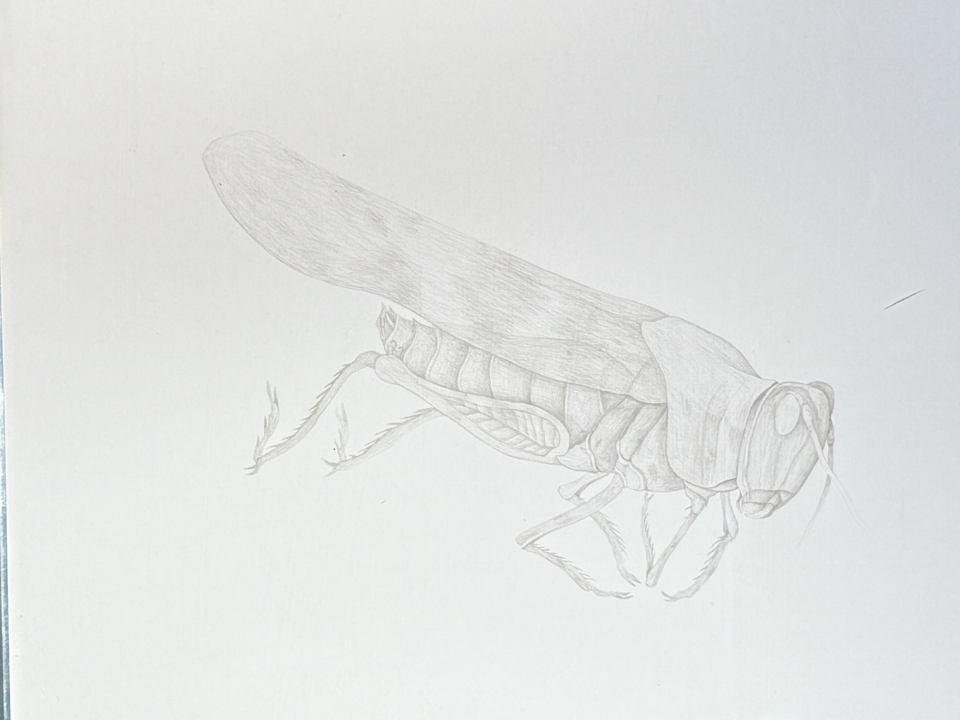 Howard Hack | Silverpoint #59: Grasshopper (Circa 1972) | MutualArt