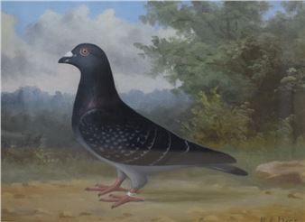 an accomplished depiction of a racing pigeon - Andrew Beer