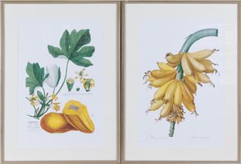 A pair of de Gouy hand coloured lithographs of botanical studies to include banana and papaya - Pierre-Joseph Redouté
