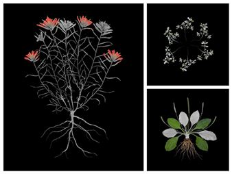 J.W. Fike’s Photographic Survey of the Wild Edible Botanicals of the North American Continent - Tohono Chul