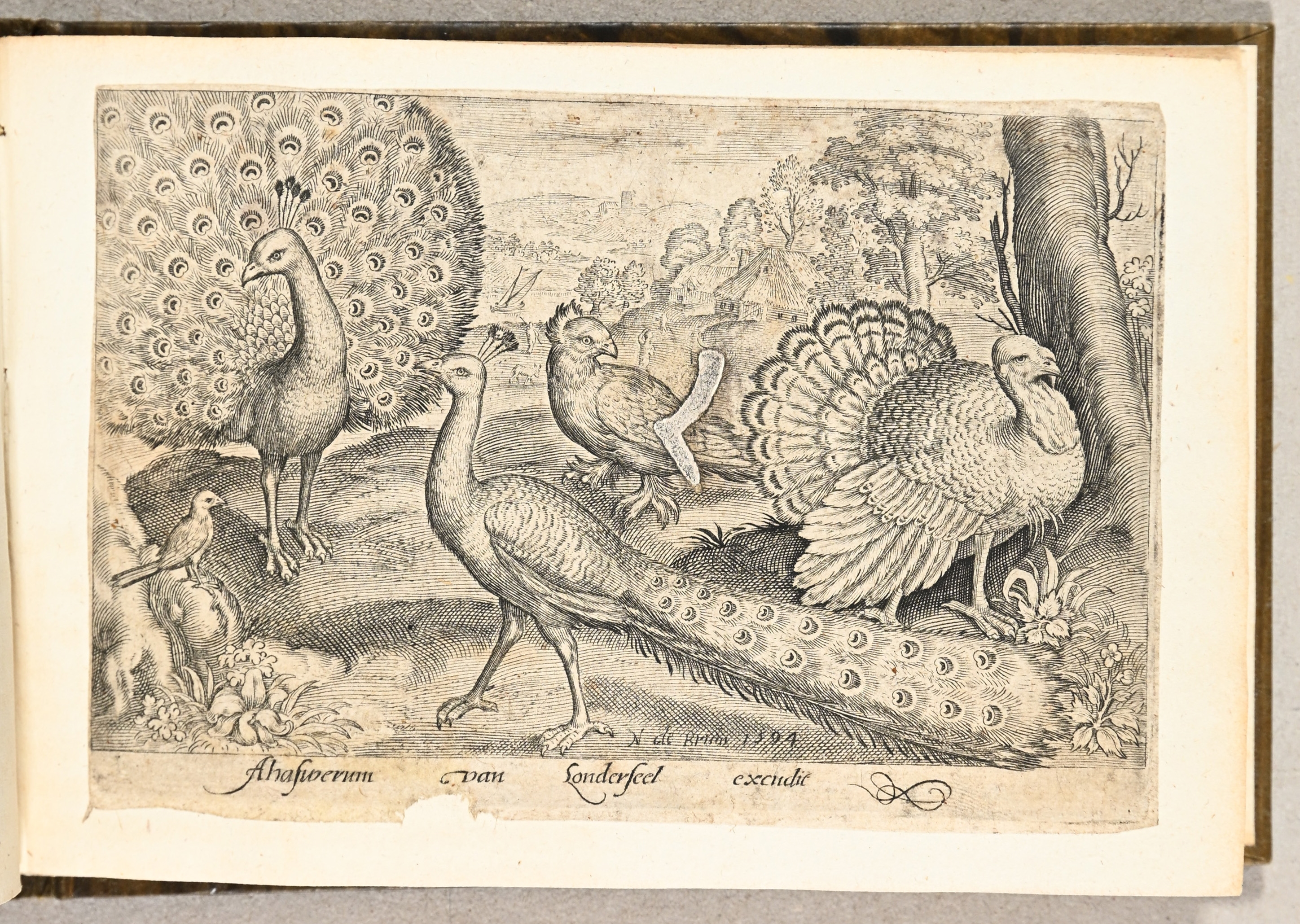 Nicolaus de Bruyn | Volatilium varii generis effigies (1594) | MutualArt