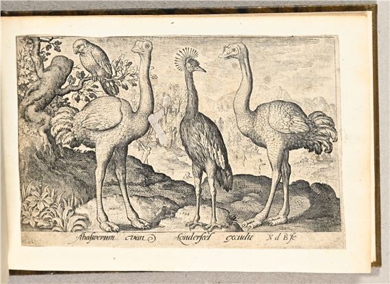 Nicolaus de Bruyn | Volatilium varii generis effigies (1594) | MutualArt