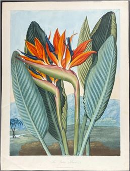 The Queen Flower (Bird of Paradise Flower - Robert John‏ Thornton