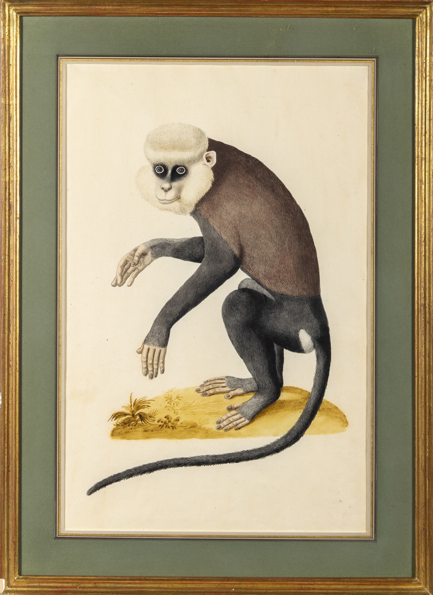 Indian School, 20th Century | A Purple-Faced Langur (19th Century ...