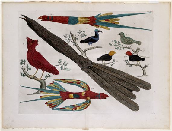 Albertus Seba | Seba engraving from his Wunderkammer, Tab, LXI (1734 ...