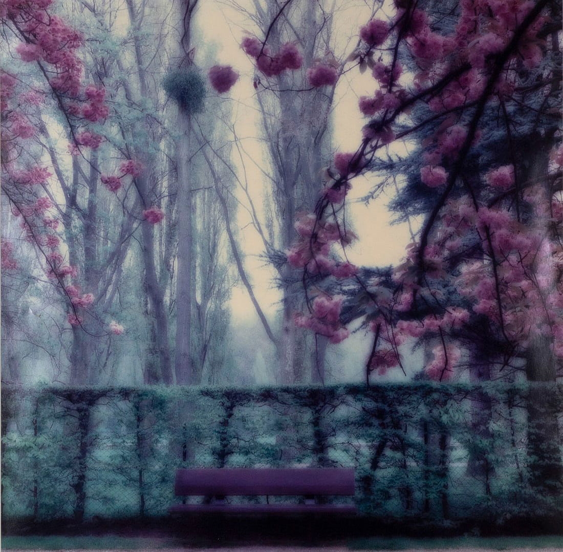 Lynn Geesaman | CHERRY TREES PARC DE SCEAUX FRANCE (1995) | MutualArt