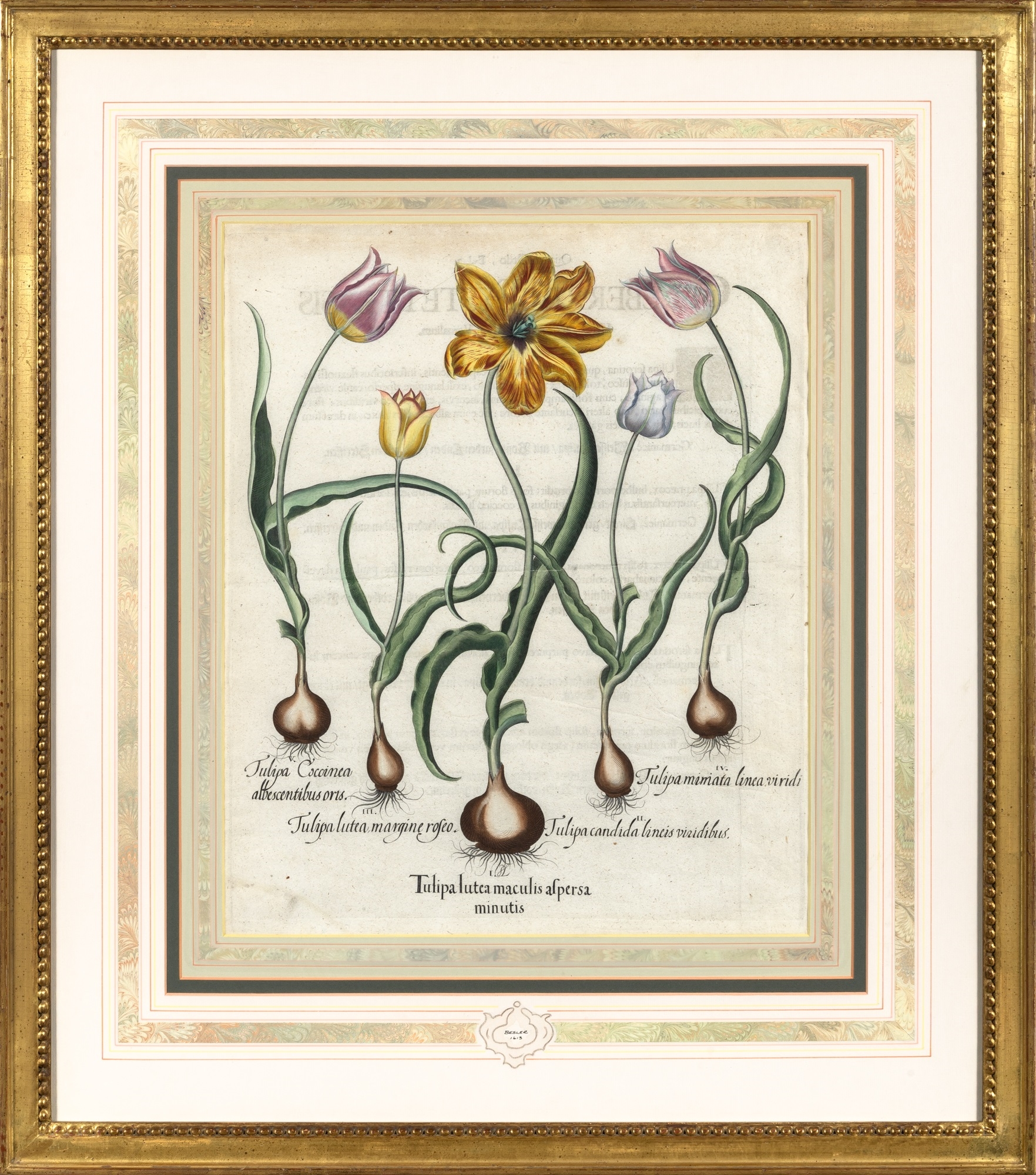 Basilius Besler | Floral Studies (1613) | MutualArt