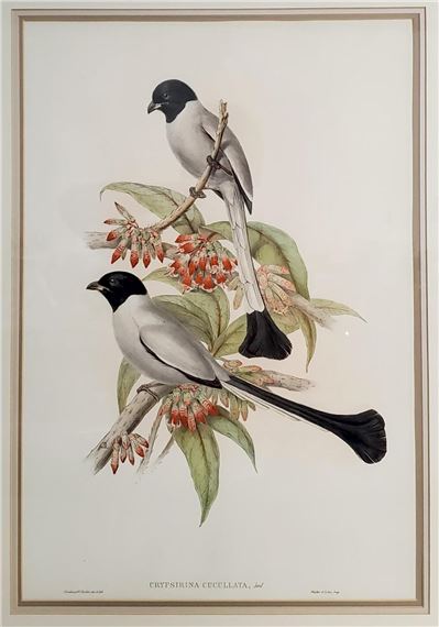 Henry Constantine Richter | Hooded Trepie and Black Coated Crow Shrike ...