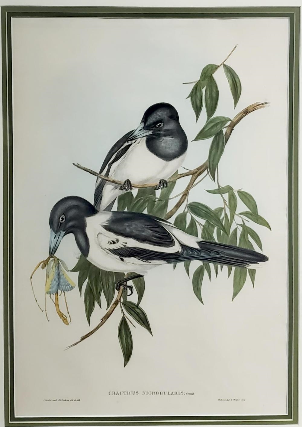 Henry Constantine Richter | Hooded Trepie and Black Coated Crow Shrike ...
