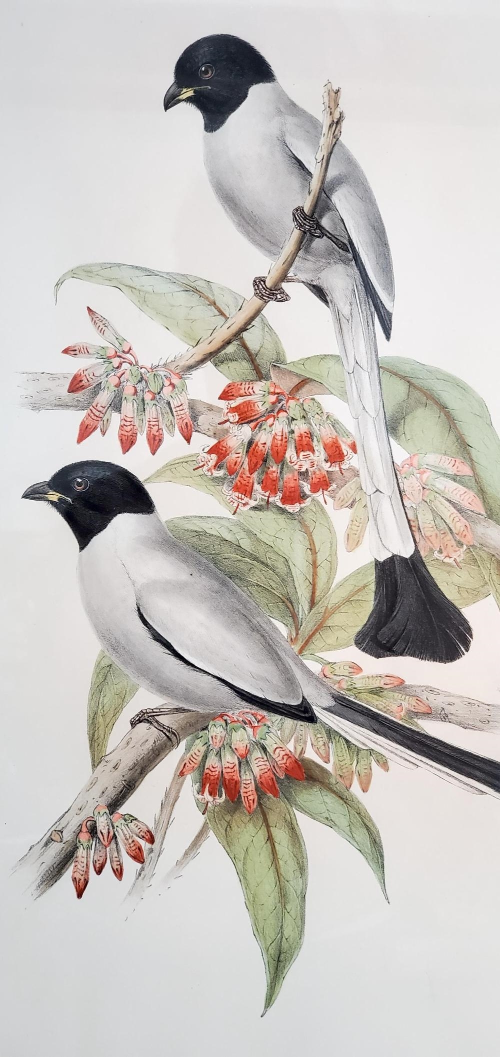 Henry Constantine Richter | Hooded Trepie and Black Coated Crow Shrike ...