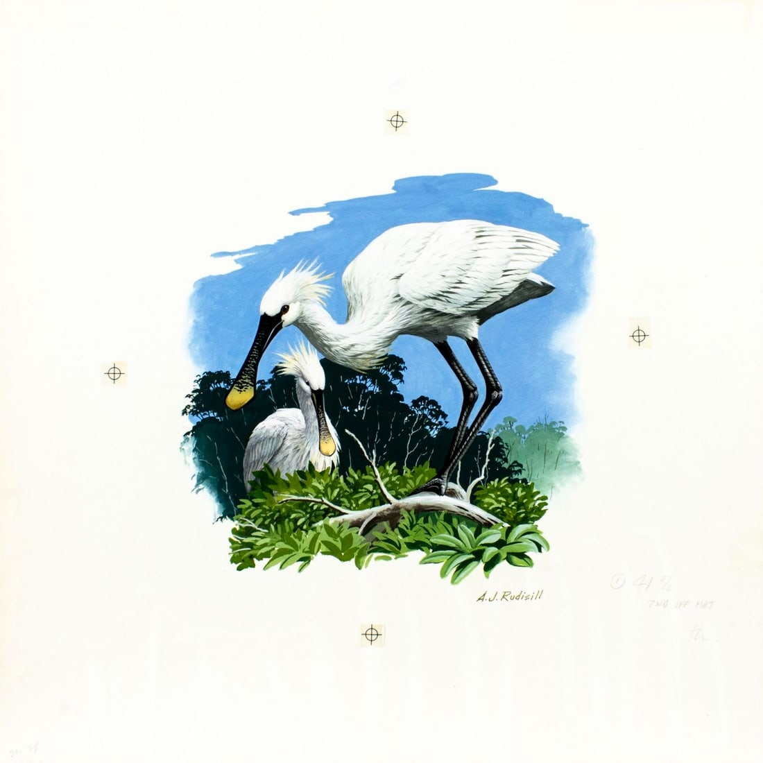 Anthony J. Rudisill | Senegal Spoonbill Bird (Circa 1986) | MutualArt