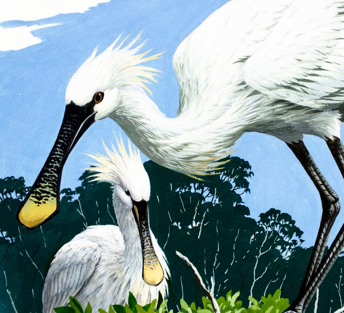 Anthony J. Rudisill | Senegal Spoonbill Bird (Circa 1986) | MutualArt