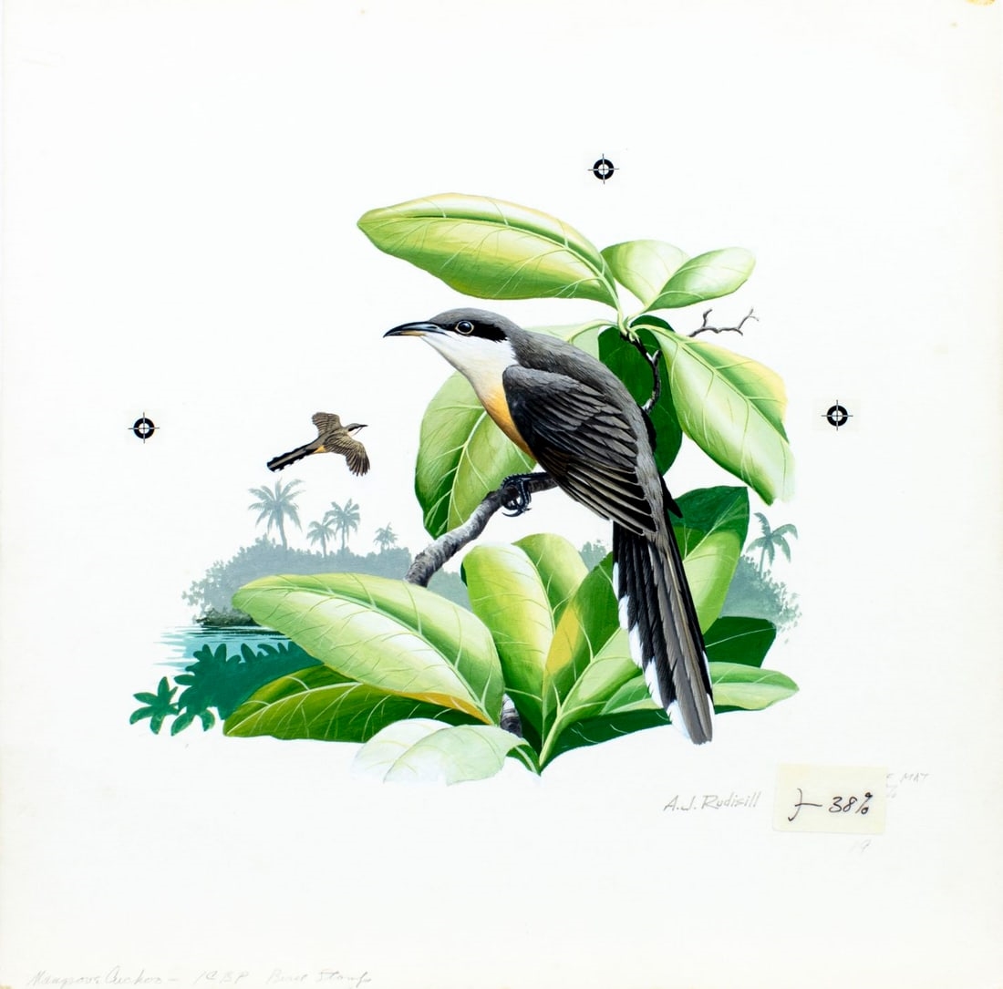 Anthony J. Rudisill | Mangrove Cuckoo Bird (Circa 1986) | MutualArt