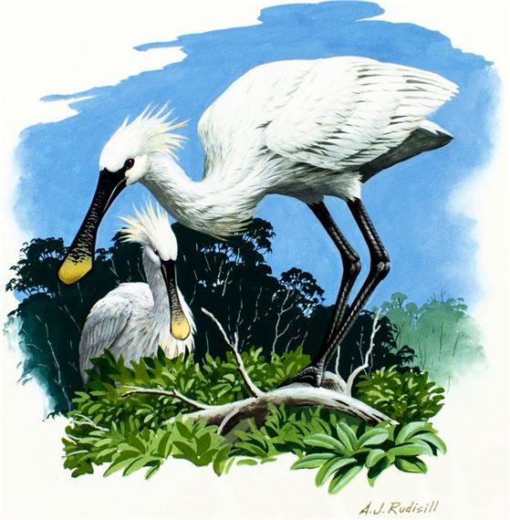 Anthony J. Rudisill | Senegal Spoonbill Bird (Circa 1986) | MutualArt