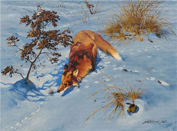 A winter scene captures a fox sniffing the snow near a small tree and dry grass.