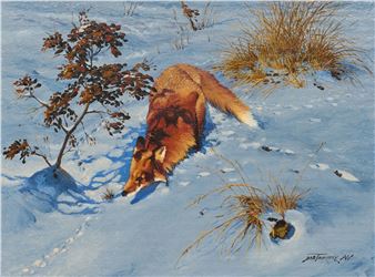 A winter scene captures a fox sniffing the snow near a small tree and dry grass.