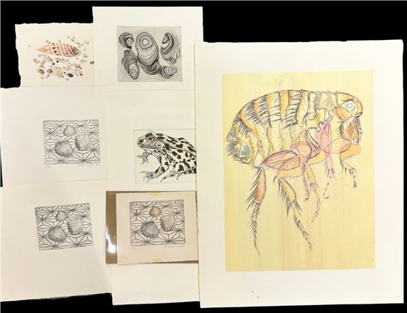 Eleanor Scarfe | flea screenprint, frog screenprint over engraving ...