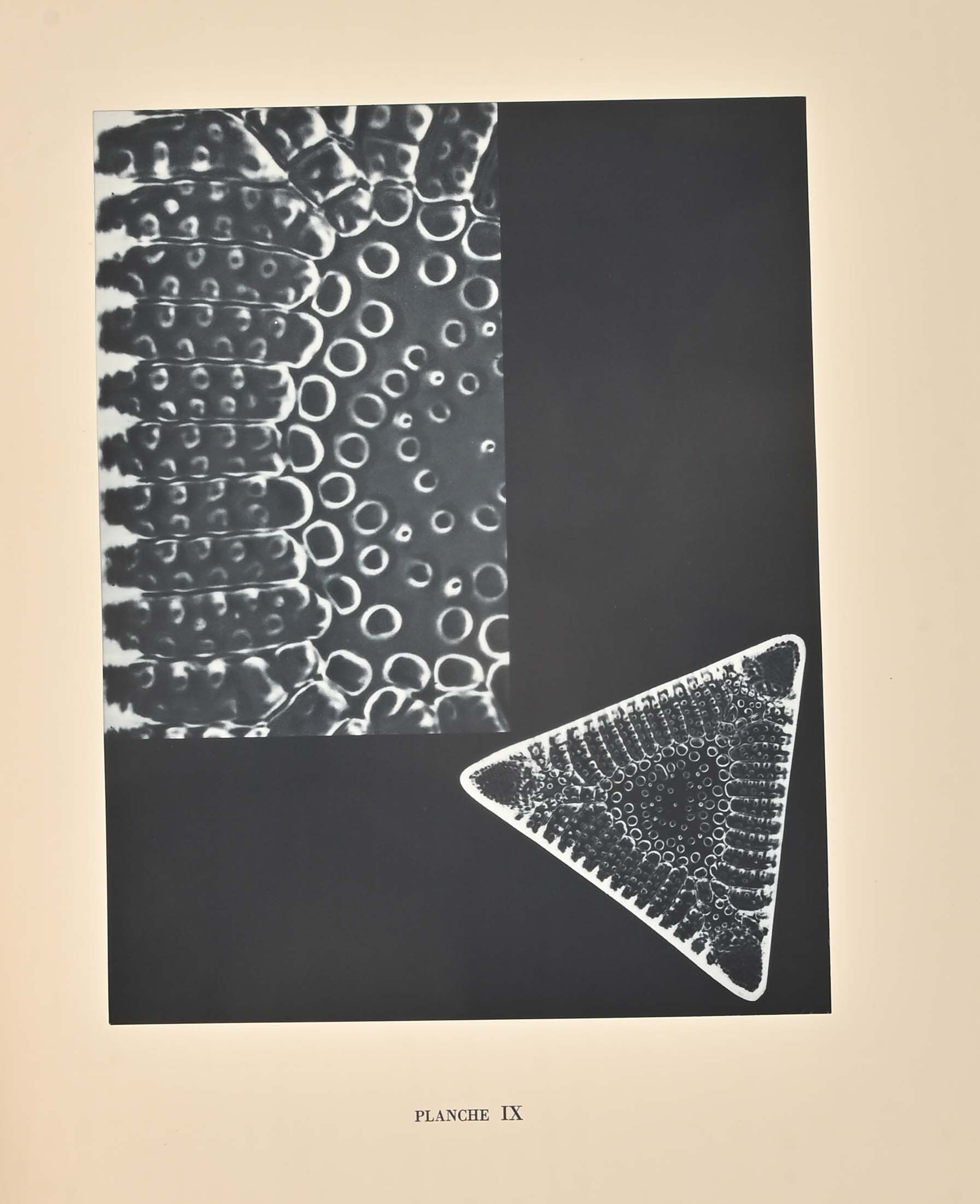 Laure Albin-Guillot | Micrographie décorative (1931) | MutualArt