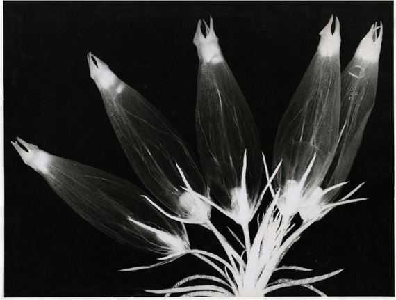 A. Delarue | Botany, Rayogram (1990) | MutualArt