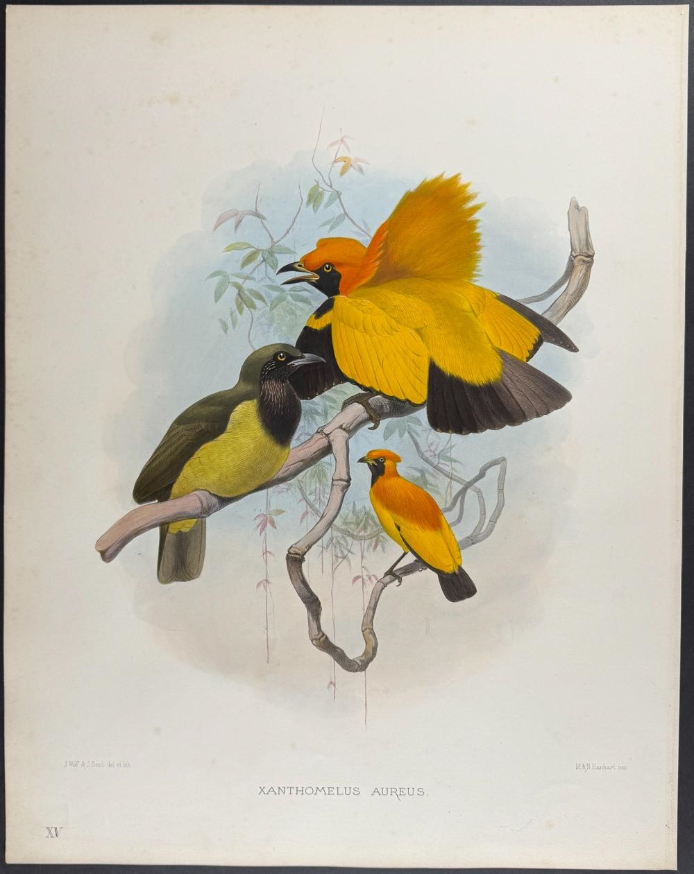 Daniel Giraud Elliot | Pair of Bird or Paradise Lithographs (1873 ...